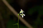 Spreading rockcress